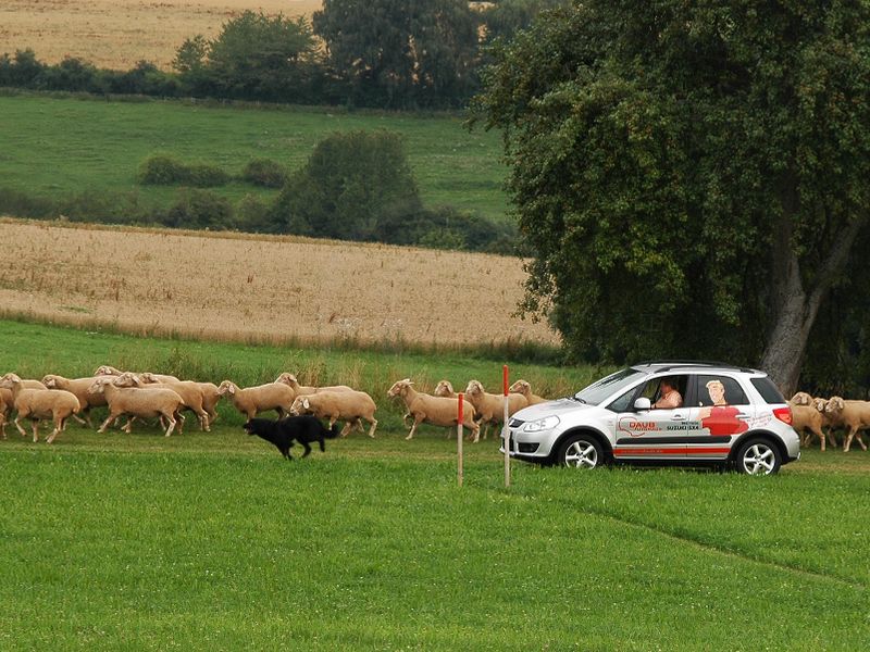 Engagierte Gipsi vom Wolfspfad bei der Verkehrsprüfung | Foto: SV Loßburg