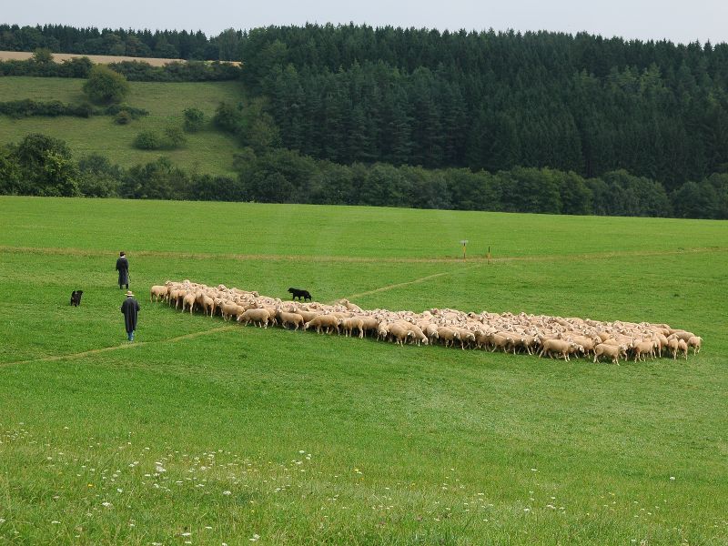 Michael Schlamp bringt mit Kathi und Franz die Herde aus dem Weiten Gehüt | Foto: SV Loßburg
