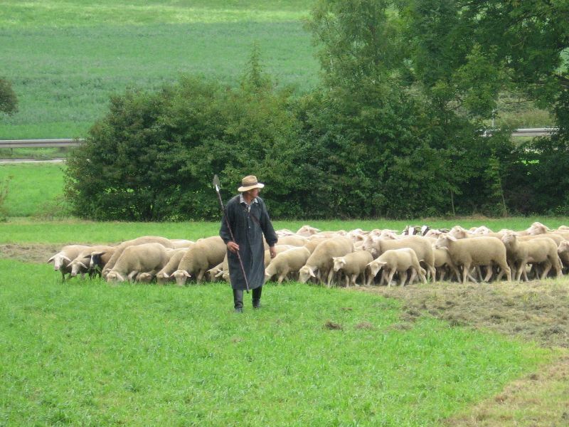 Altmeister Manfred Voigt zieht mit der Herde aus dem Engen Gehüt | Foto: Susanne Lorch