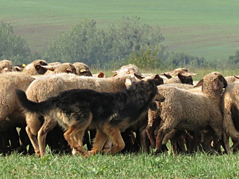 Nugat treibt die Herde ins Weite Gehüt