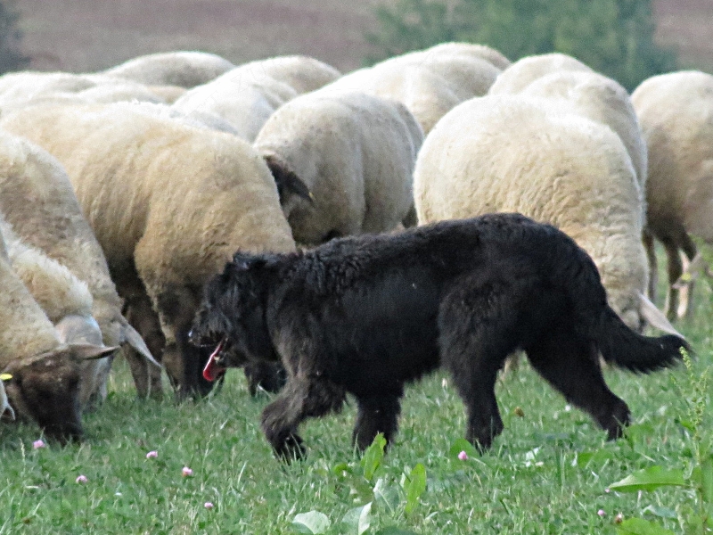 Thomas Inzelspergers Halbenhund Fatma dicht an der Herde