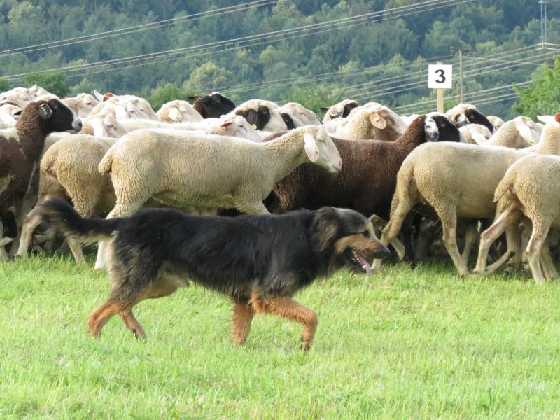 Nugat begleitet die Herde gelassen ins Weite Gehüt | Foto: Susanne Lorch