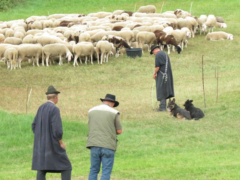 Manfred Damm und sein Gespann Deutsche Schäferhunde beim Auspferchen | Foto: Susanne Lorch