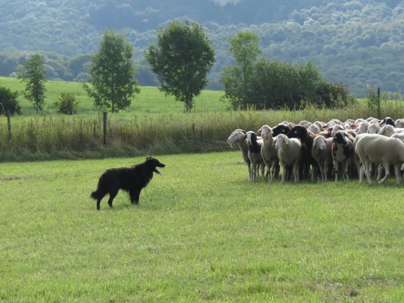 Auch das dritte Teilnehmergespann musste die Herde noch immer daran hindern, wieder in den Pferch zurückzurennen | Foto: Susanne Lorch