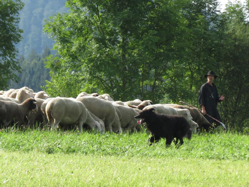 Thomas Heinrich schickt Friedjop ans Ende der Herde, um vollständig ins Enge Gehüt ziehen zu können | Foto: Susanne Lorch