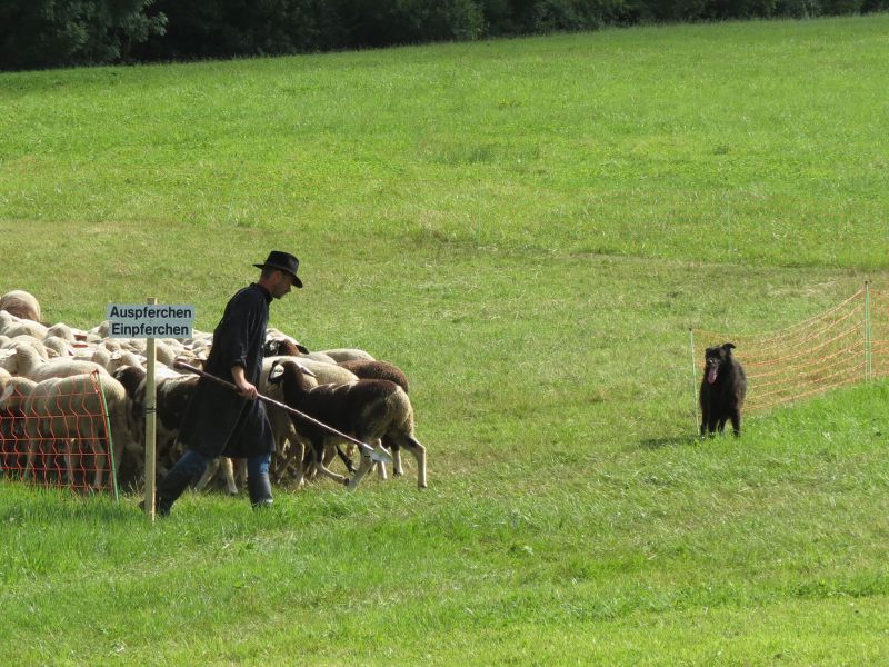 Einpferchen: Friedjop wartet an der Seite der Öffnung bis die Herde komplett im Pferch ist | Foto: Susanne Lorch