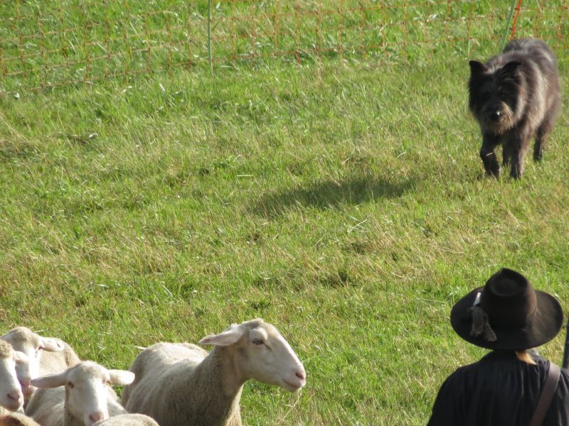 Baff nähert sich im Pferch vorsichtig der Herde, um sie in Richtung Ausgang zu lenken | Foto: Susanne Lorch