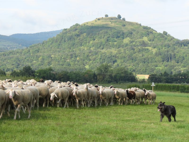 Am Fußer der Limburg begleitet Baff die Herde zurück zum Pferch | Foto: Susanne Lorch
