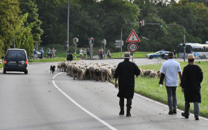 Leistungshüten Markgröningen 2023 | Verkehrsprüfung; Foto: Peter Seidel Leistungshüten Markgröningen 2023 | Verkehrsprüfung; Foto: Peter Seidel
