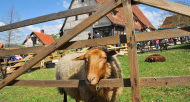 Coburger Fuchs in Beuren | Foto: Bildarchiv Freilichtmuseum Beuren