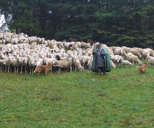 Günter Tschierschke beim Hüten in Hermaringen | Foto: Moni Bausch